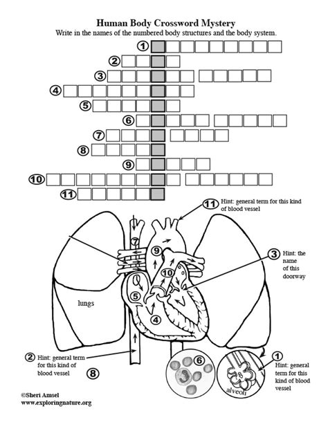 Body Structures Crossword Puzzle Circulatory System Body Systems Crossword Puzzle Answer Key - Body Systems Crossword Puzzle Answer Key