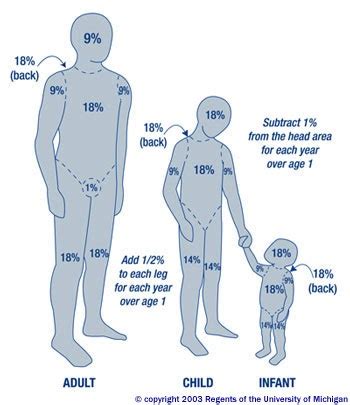 Body Surface Area Meaning