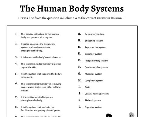 Body System Challenge Worksheet Answers   Human Body Worksheets - Body System Challenge Worksheet Answers