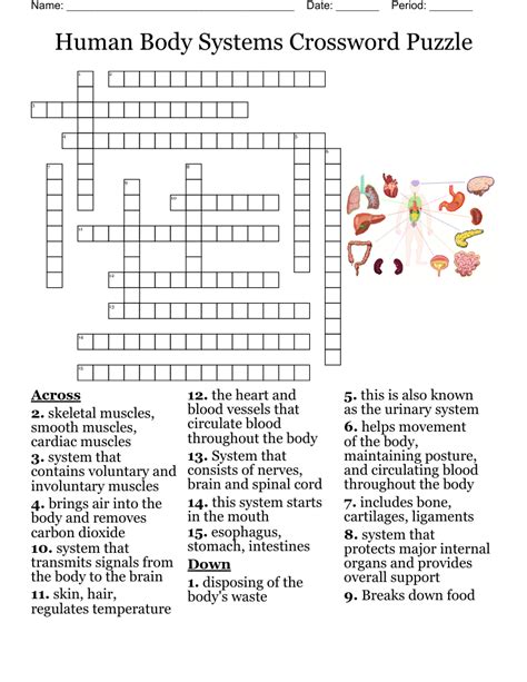 Body System Crossword Puzzle Answer Key