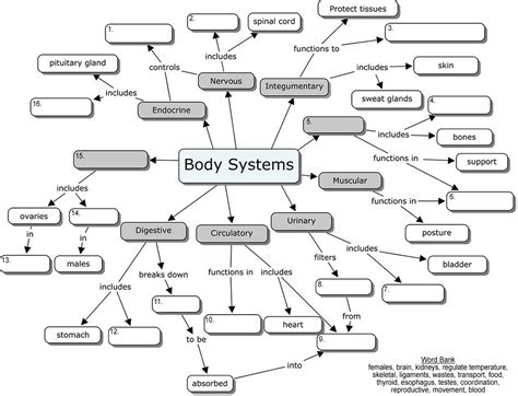Body Systems Concept Map
