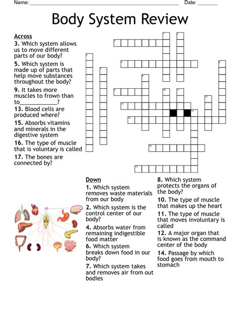 Body Systems Crossword Puzzle Answer Key   Body Structures Crossword Puzzle Circulatory System - Body Systems Crossword Puzzle Answer Key
