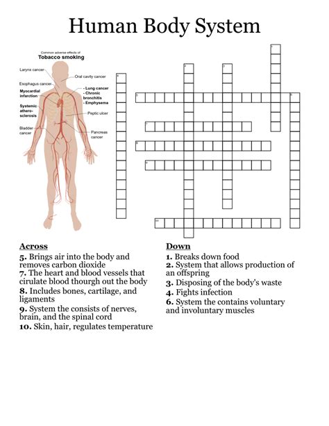 Body Systems Crossword Puzzle Human Body Systems Crossword Puzzle Answer - Human Body Systems Crossword Puzzle Answer