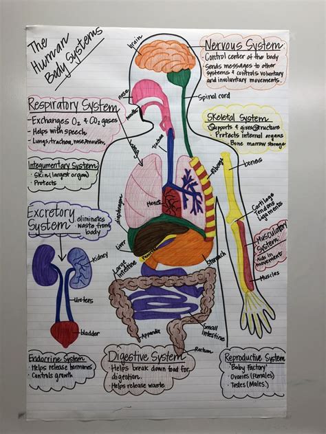 Body Systems Grade 7 Science Libguides At American Human Body 7th Grade Science - Human Body 7th Grade Science