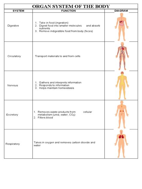 Body Systems Interactions Chart