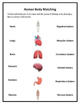 Body Systems Matching Worksheet   Human Body Organ Systems Quick Lesson And Free - Body Systems Matching Worksheet