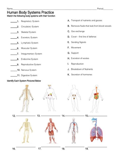Body Systems Practice Sheet 1 Answer Key