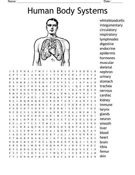 Body Systems Word Search Wordmint Inside The Human Body Word Search - Inside The Human Body Word Search