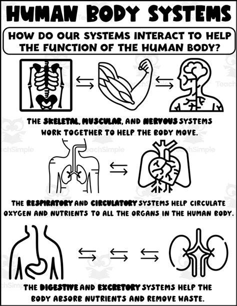 body systems work together answer key