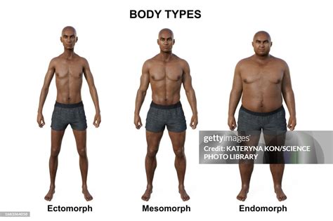 Body Types Men