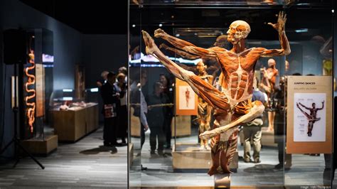 Body Worlds Plan Your Visit With Children School Body Worlds Student Worksheet Answers - Body Worlds Student Worksheet Answers