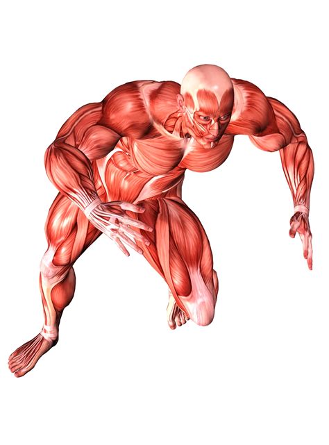Full Download Body Systems Muscles 