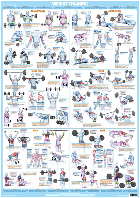 Bodybuilding Exercises Chart
