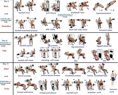 Read Online Bodybuilding Training Program 