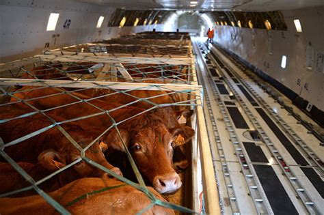 Read Boeing Live Animal Guidelines 
