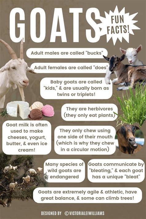 Boer Fun Fact