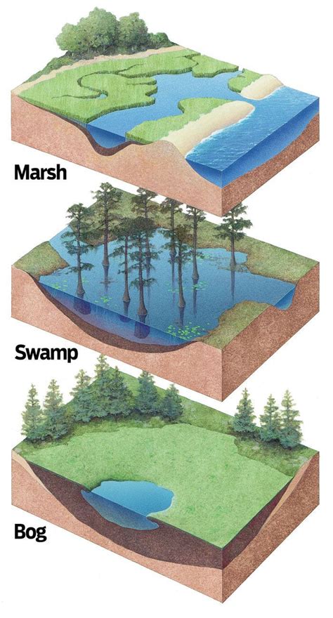 Bog Vs Swamp