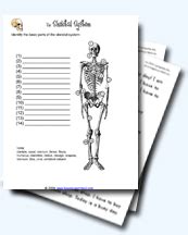 Read Bogglesworldesl Answers The Skeletal System 