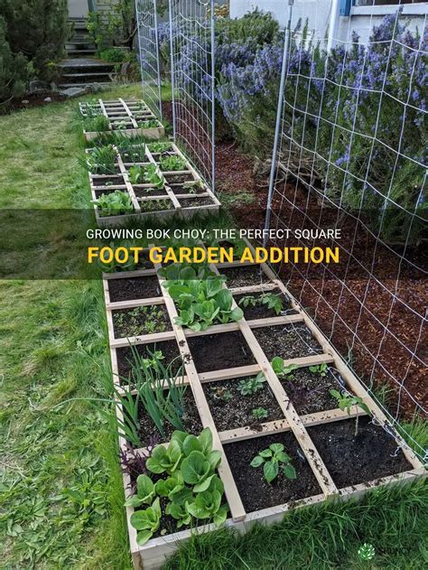 bok choy - Square Foot Gardening