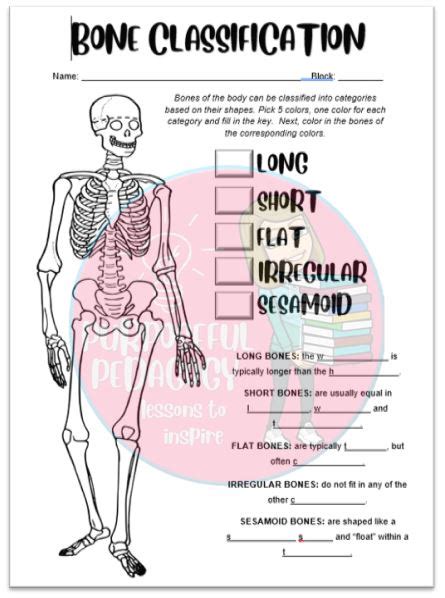 Bone Classification Color
