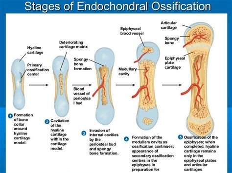 Bone Formation Ossification