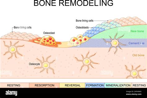 Bone Lining Cells