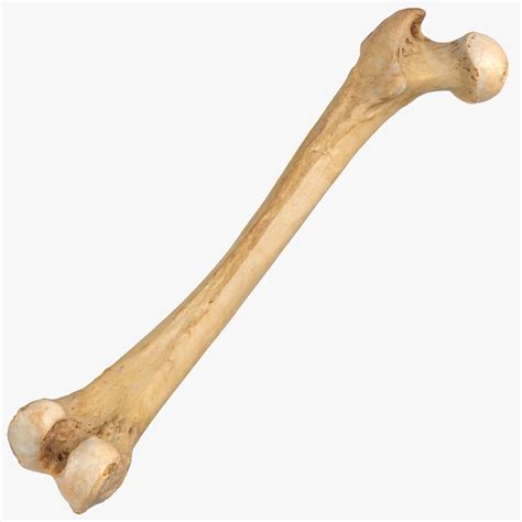 bone picture