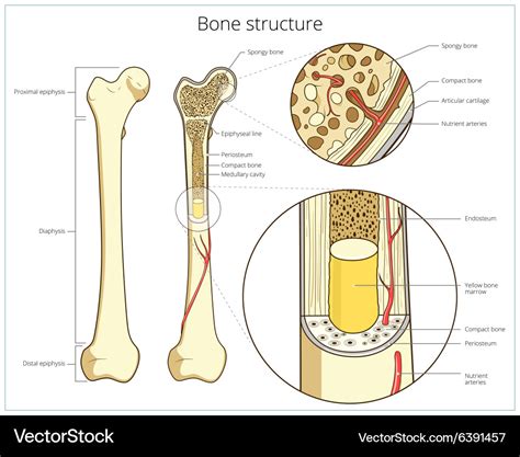 bone structure english