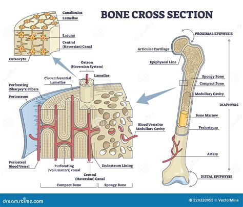 Bone Structure Labeling