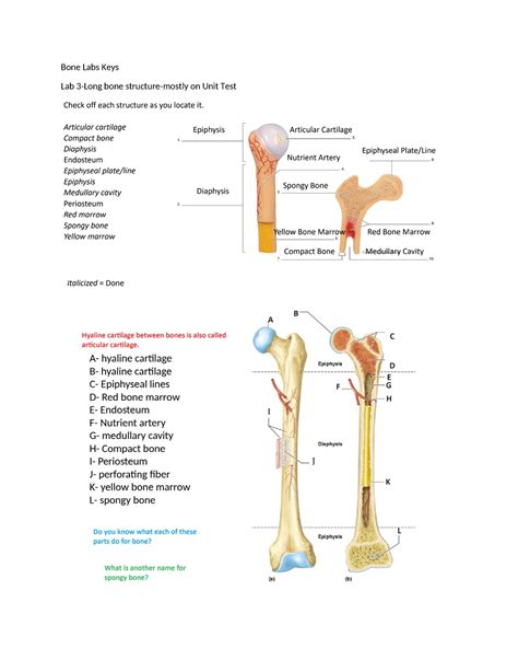 Download Bone Practical Guide 