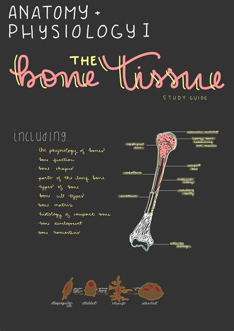 Read Bone Tissue Study Guide 