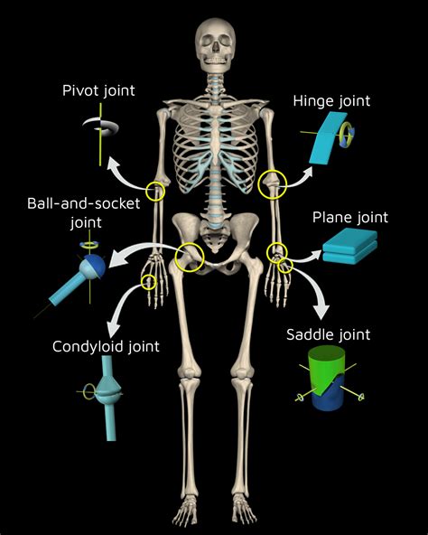 Bones And Joints A Guide For Students Wenyinore