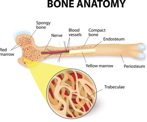 Bones Are Composed Mostly Of