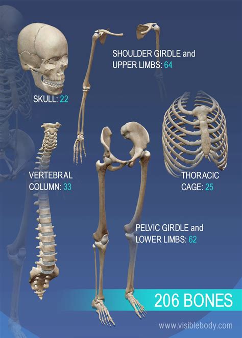 Bones Are Made Up Of