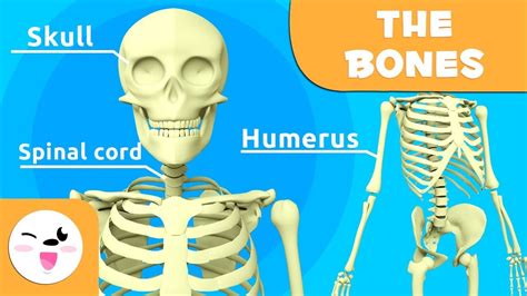 Bones For Kids Learn About The Skeletal System Middle School Skeletal System - Middle School Skeletal System