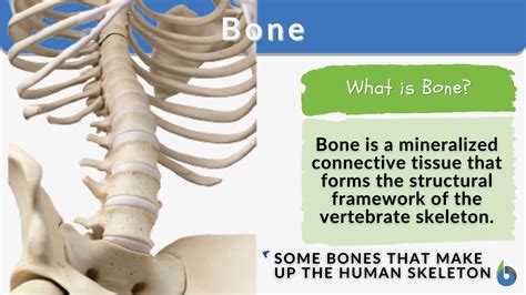 bones meaning