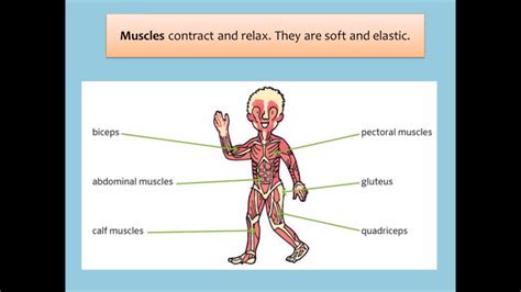 Bones Muscles And Joints For Teens Nemours Kidshealth The Skeletal And Muscular Systems Worksheet - The Skeletal And Muscular Systems Worksheet