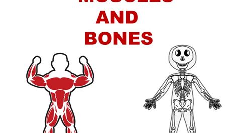 Bones Muscles And Nerves Activities For Middle School Middle School Skeletal System - Middle School Skeletal System