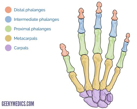 Bones Of Carpus
