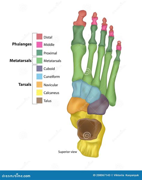 Bones Of Tarsus