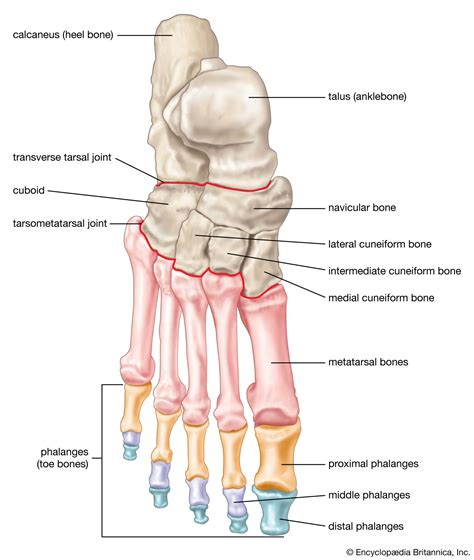Bones Of The Foot