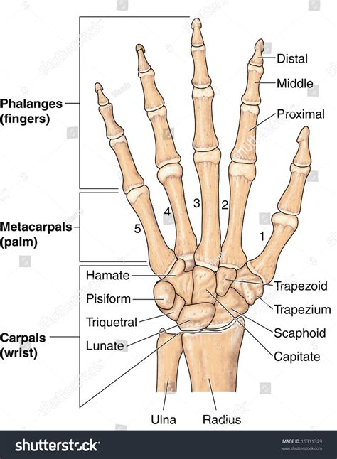 Bones Of The Hand And Wrist Anatomy