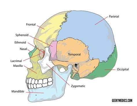 Bones Of The Skull