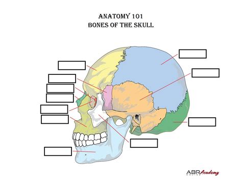 bones of the skull labeling worksheet physio pdf