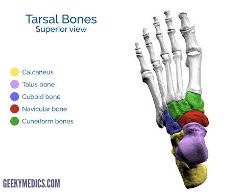 Bones Of The Tarsals