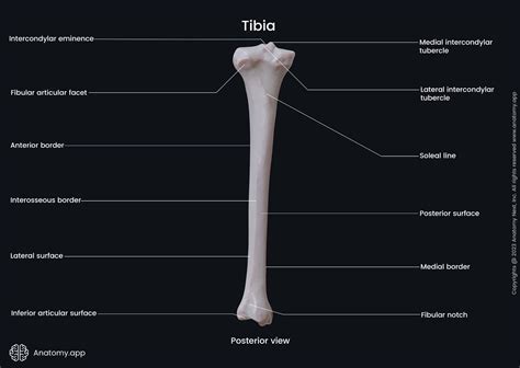 Bones Of Tibia