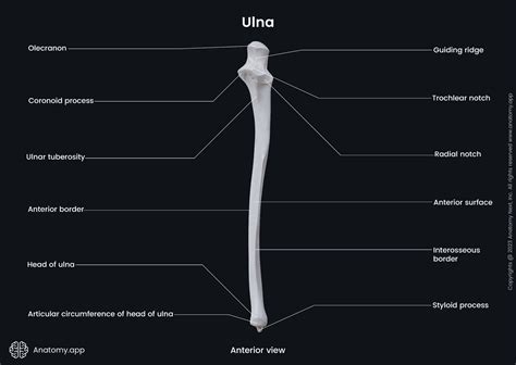 Bones Of Ulna