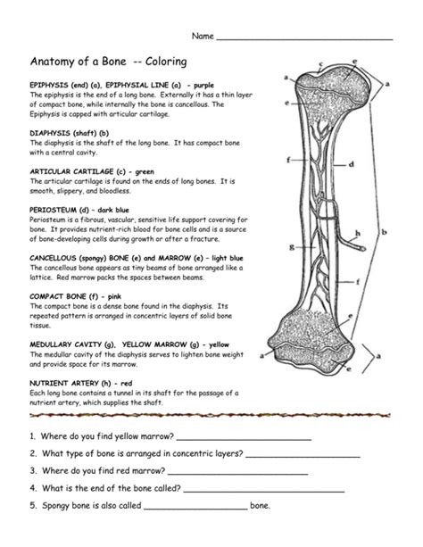 Bones Reading Comprehension Structure Of Bones Worksheet - Structure Of Bones Worksheet