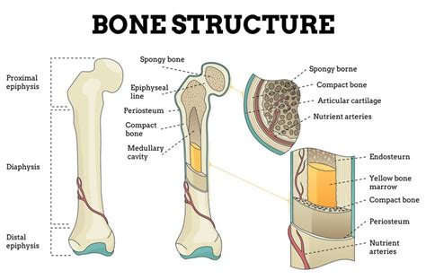 bones structure and mechanics