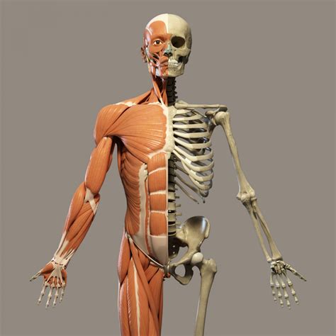 Read Bones And Muscles Your Body Inside And Out 